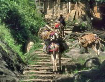 Sdasien, Bhutan: Indien/Sikkim - Bhutan: Knigreiche des Himalaya aktiv erleben - Treppensteigen mit Kamelen